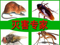 怎樣預(yù)防老鼠？